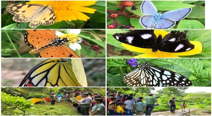 Butterfly Walk – Ecofarm