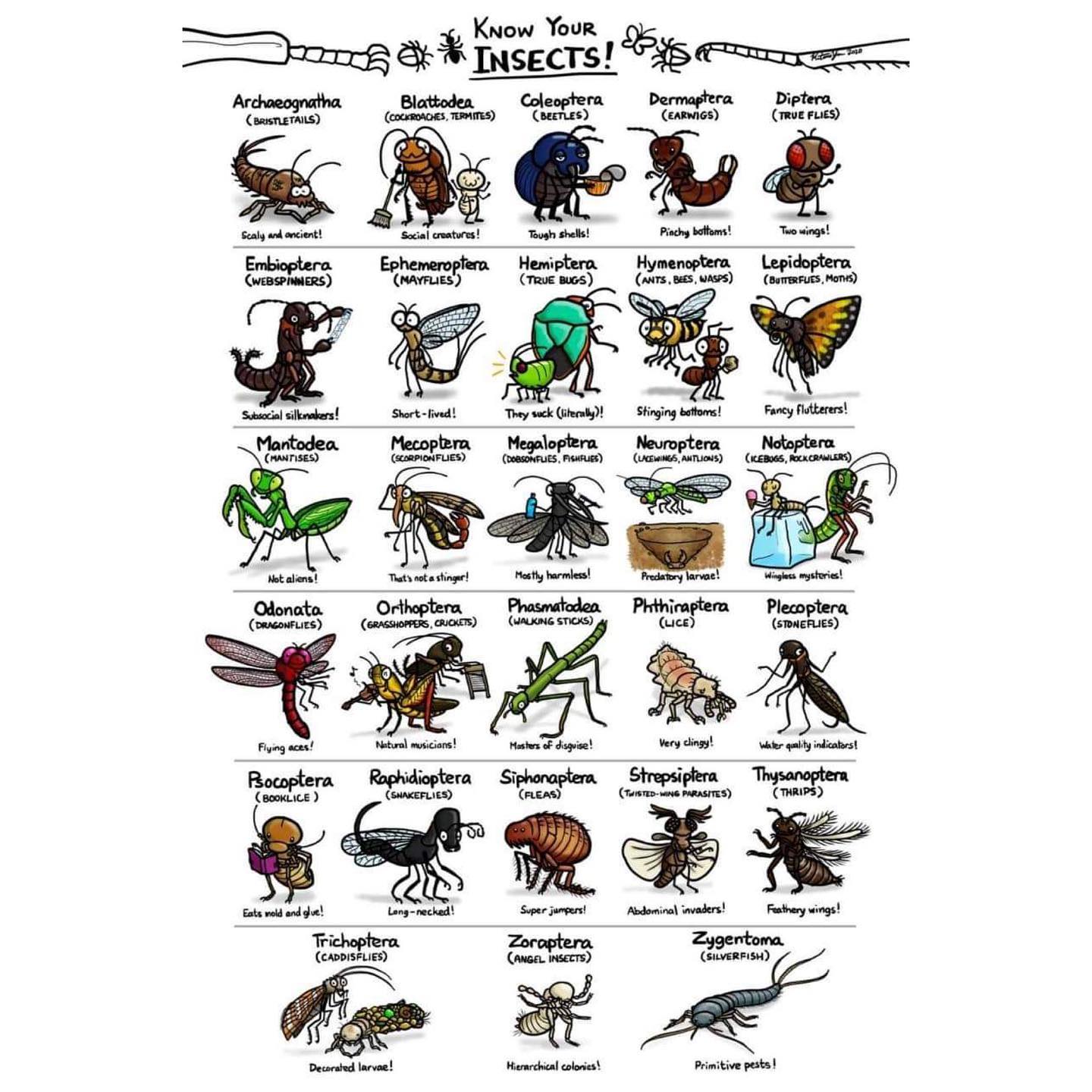Every Insects Insects – Nature Club Surat