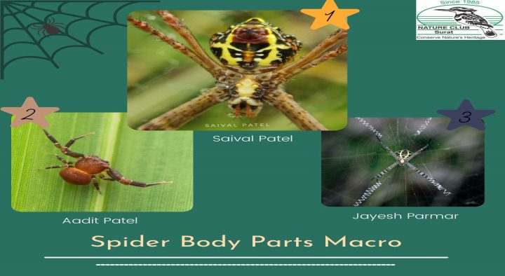 Spider Photography Contest Result