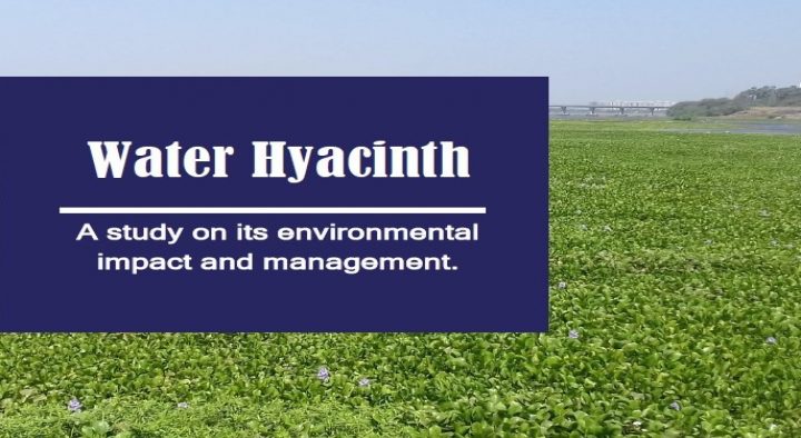 Water Hyacinth – A study on its Environmental Impact and Management
